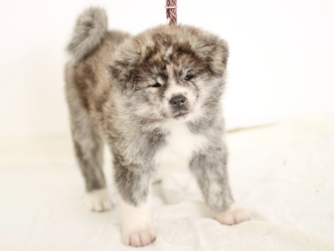 Akita Inu puppy for sale