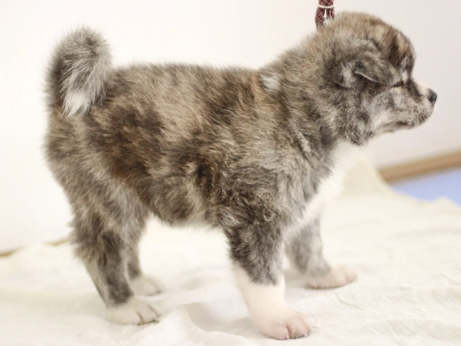 Akita Inu puppy for sale