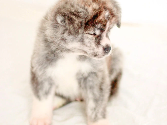Akita Inu puppy for sale