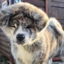 Perros Akita Inu en venta