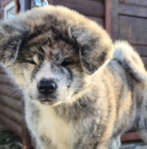 Akita Inu puppy for sale