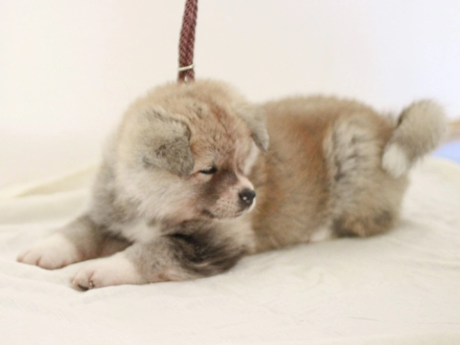 Akita Inu Welpe zu verkaufen
