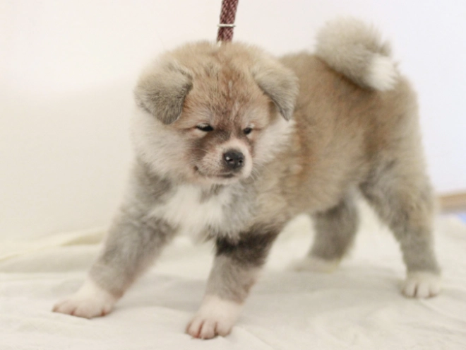 Akita Inu Welpe zu verkaufen