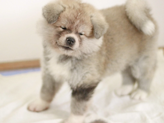Akita Inu Welpe zu verkaufen