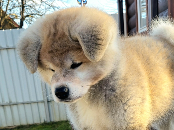 Akita Inu Welpe zu verkaufen