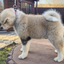 Perros Akita Inu en venta