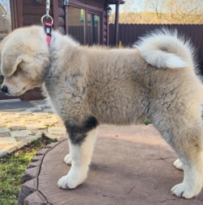 Akita Inu Welpe zu verkaufen