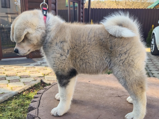 Akita Inu Welpe zu verkaufen