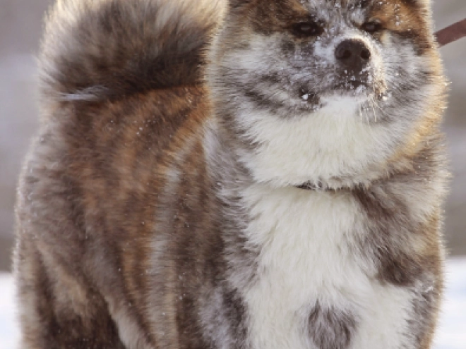 Akita Inu Welpe zu verkaufen