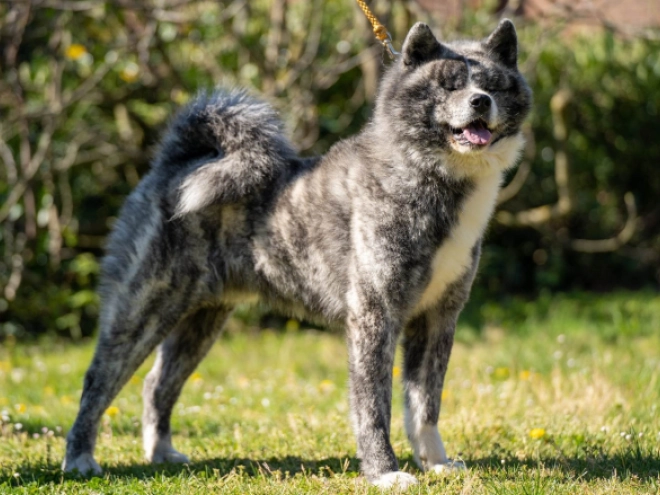 Akita Inu Welpe zu verkaufen