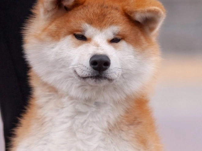 Akita Inu puppy for sale