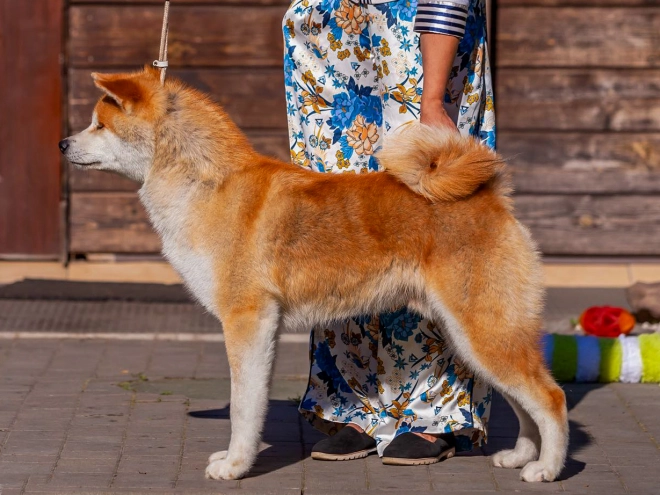 Akita Inu puppy for sale