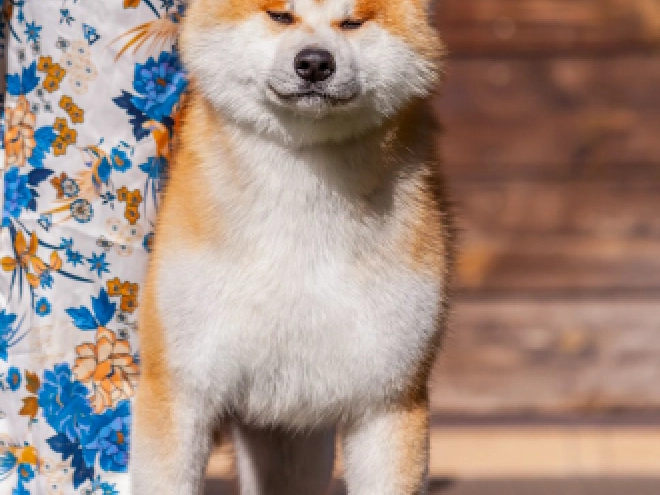 Akita Inu puppy for sale