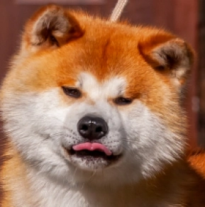 Akita Inu Welpe kaufen