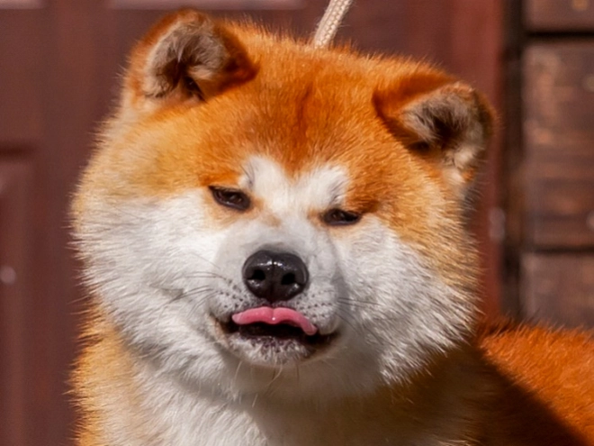 Akita Inu puppy for sale