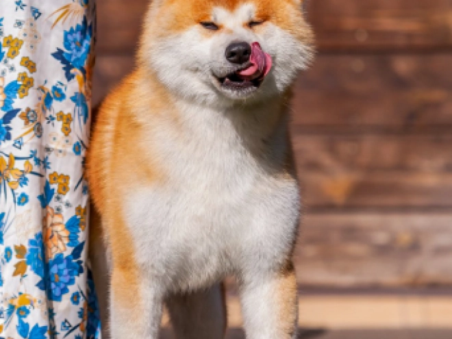 Akita Inu puppy for sale