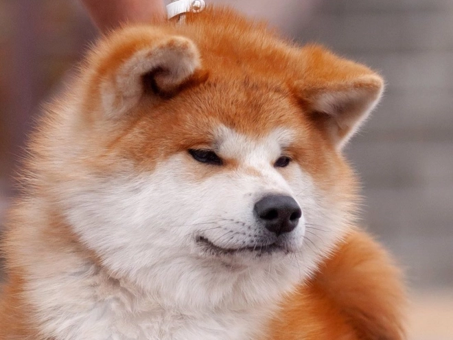 Akita Inu puppy for sale