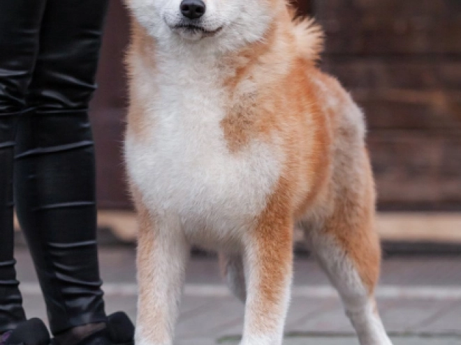Akita Inu puppy for sale