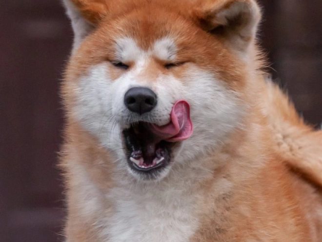 Akita Inu puppy for sale