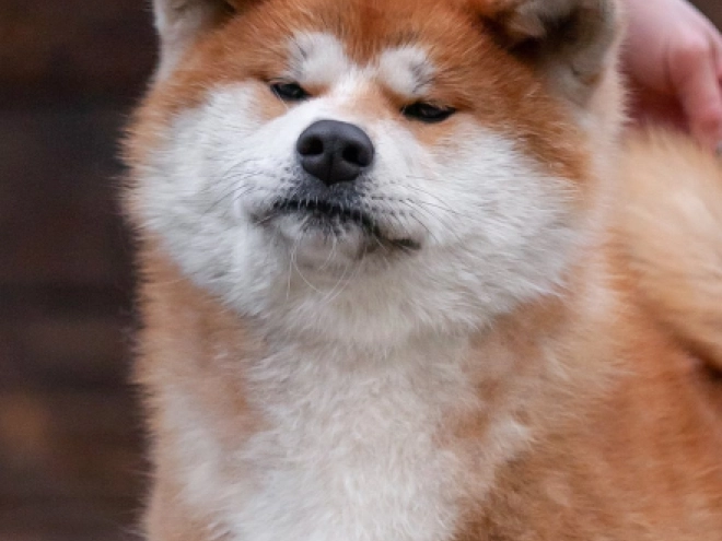 Akita Inu puppy for sale