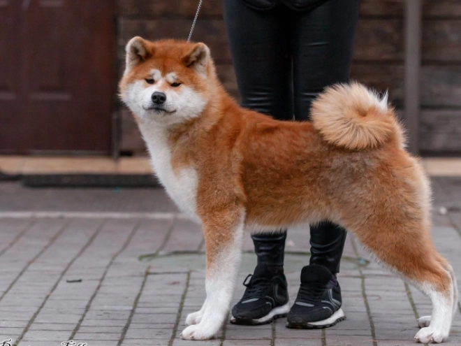 Akita Inu puppy for sale