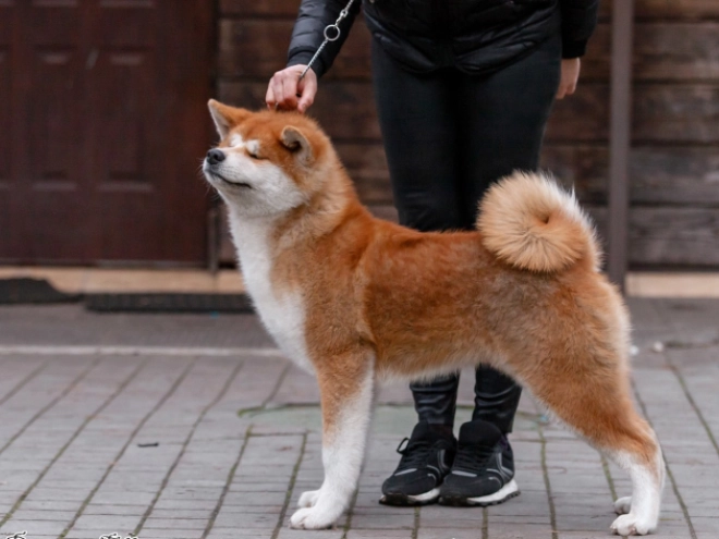 Akita Inu puppy for sale