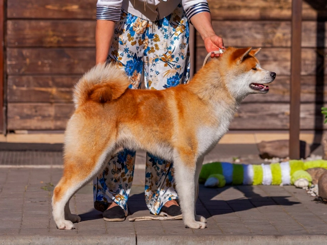 Akita Inu puppy for sale