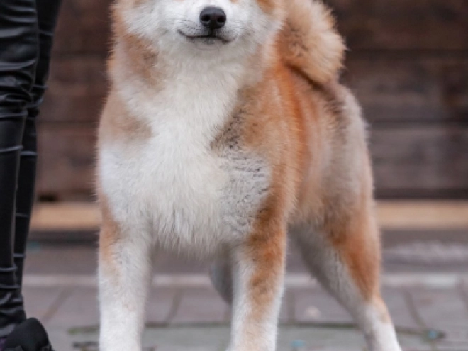 Perros Akita Inu en venta