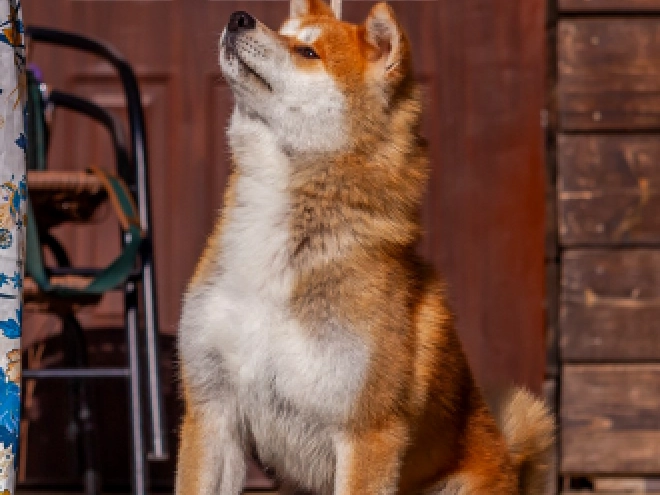Perros Akita Inu en venta