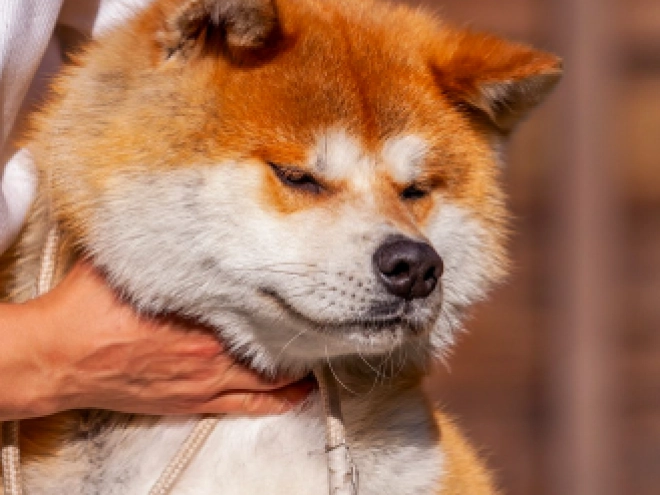 Perros Akita Inu en venta
