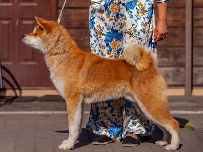 Perros Akita Inu en venta