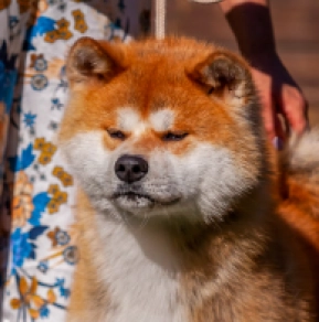 Akita Inu Welpe kaufen