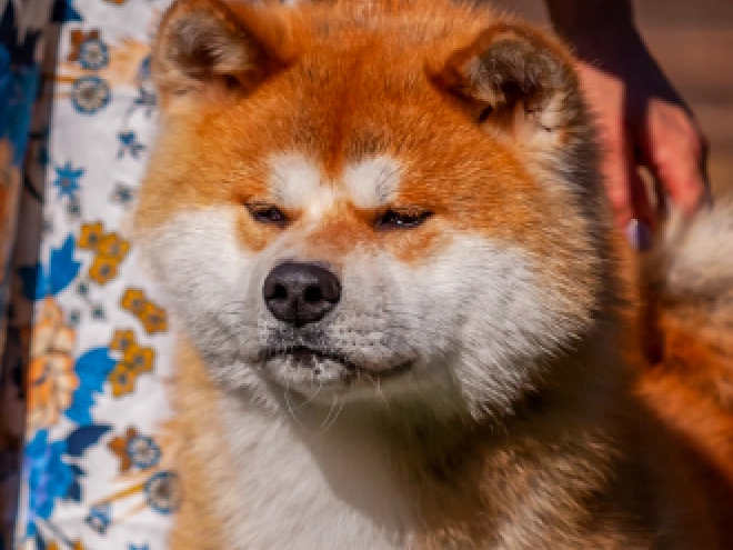 Perros Akita Inu en venta