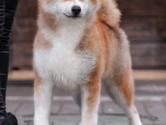 Perros Akita Inu en venta