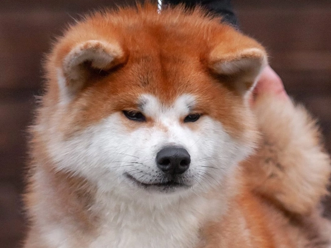 Perros Akita Inu en venta