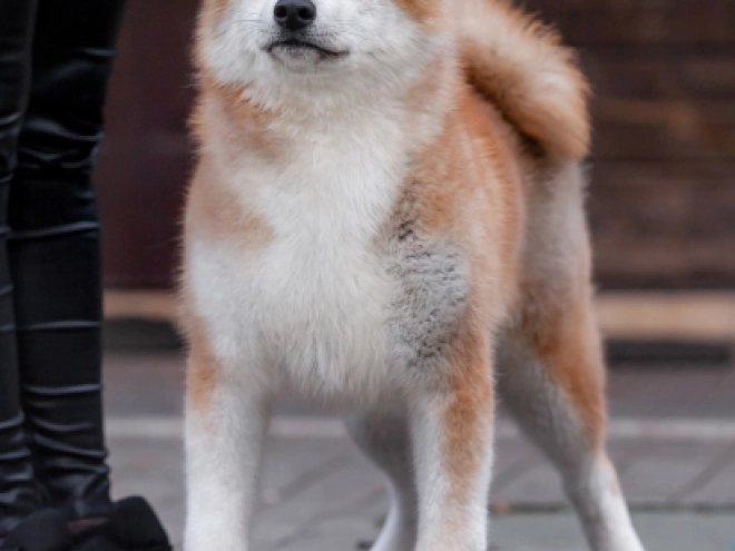 Perros Akita Inu en venta