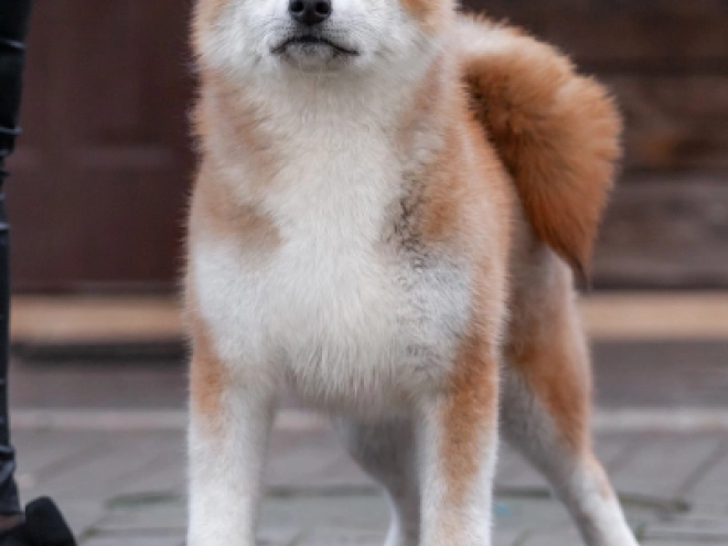Perros Akita Inu en venta