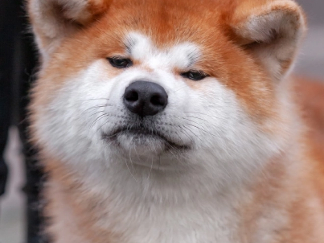 Perros Akita Inu en venta