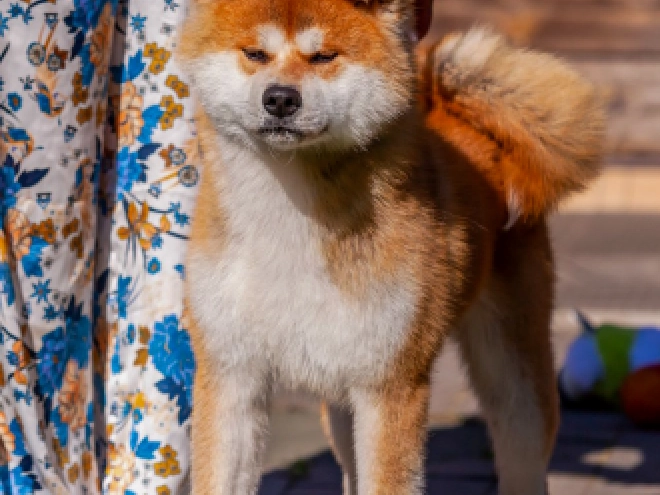 Perros Akita Inu en venta