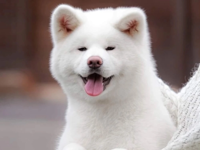 Perros Akita Inu en venta