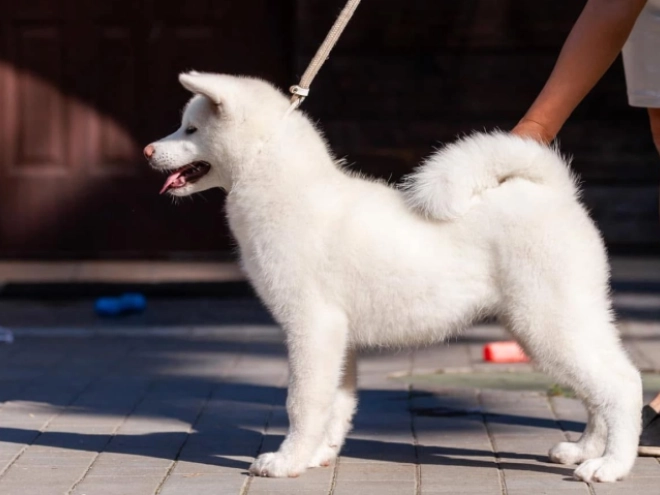 Perros Akita Inu en venta