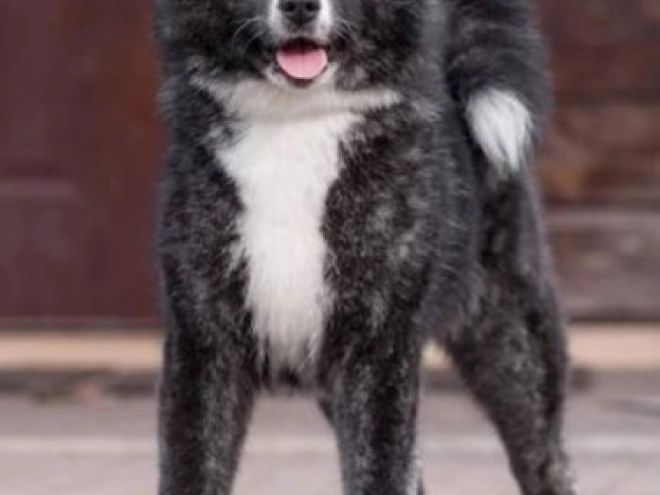 Perros Akita Inu en venta