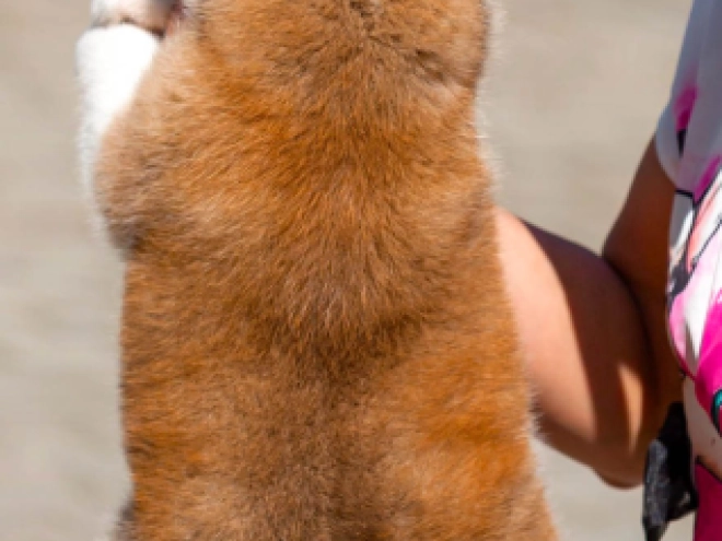 Akita Inu Welpe kaufen