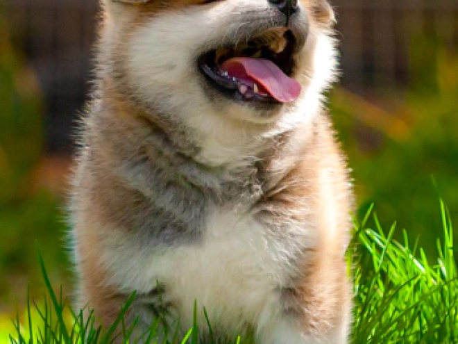 Akita Inu Welpe kaufen