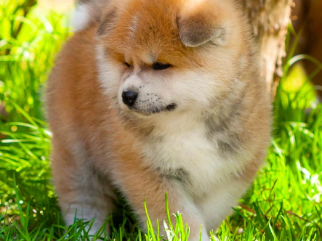 Akita Inu Welpe kaufen