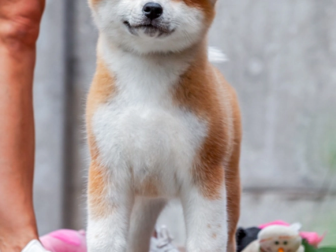 Akita Inu puppy for sale