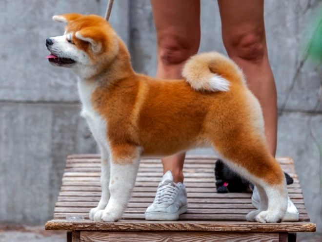 Akita Inu puppy for sale