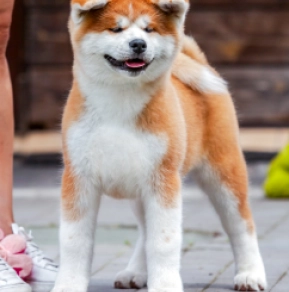 Akita Inu Welpe kaufen