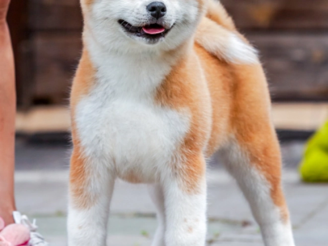Akita Inu puppy for sale