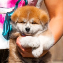 Alice in Wonderland, red Akita Inu for sale